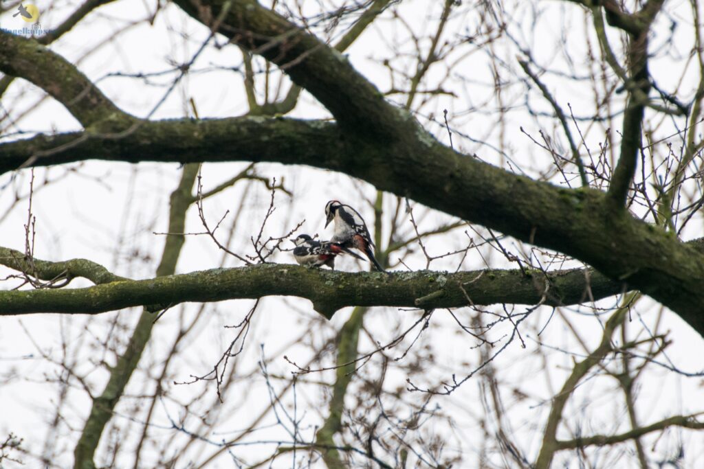 Buntspechte paaren sich