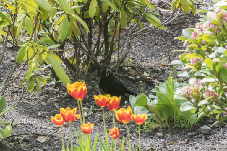 Mehr über den Artikel erfahren Ein Hauch von Frühling